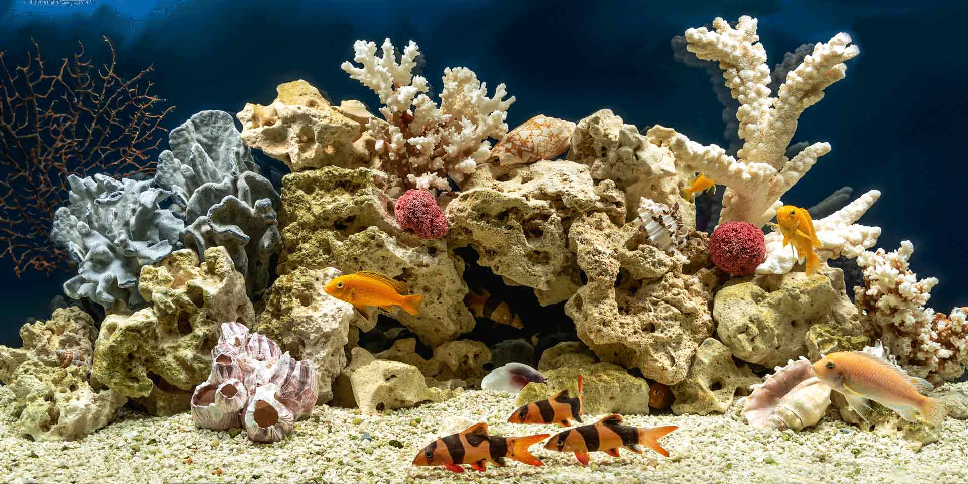 aquarium