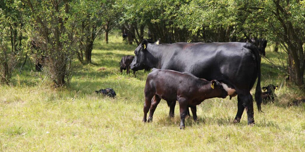«Bio weitergedacht» mit Produkten von HiPP Fokus Online