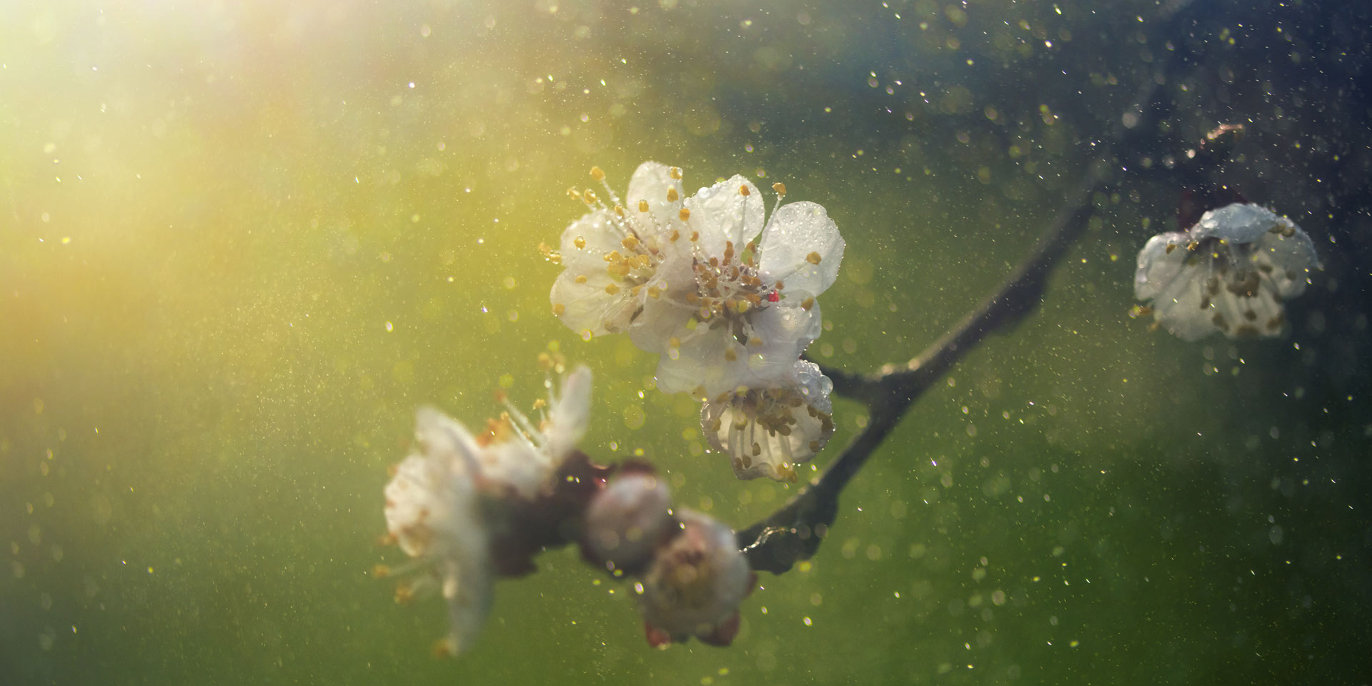 pollenallergie je weniger pollen, umso besser