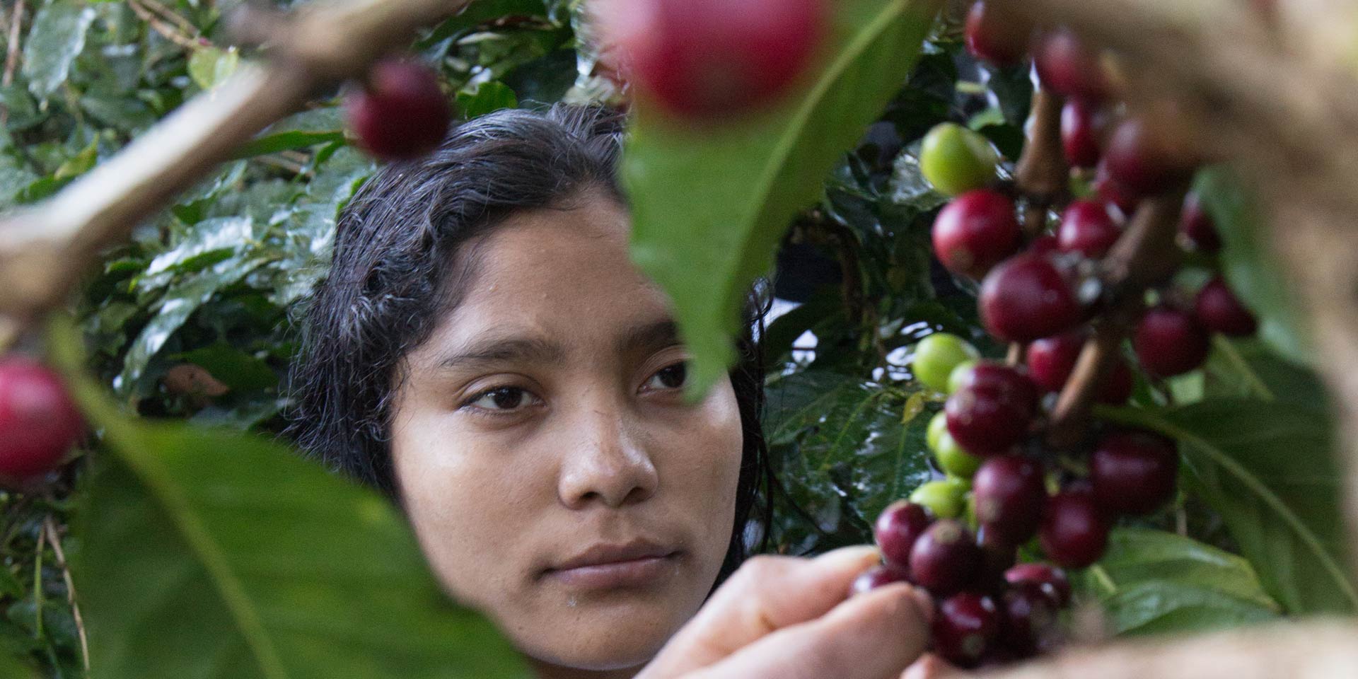 fairtrade kaffee mit dem wissen des meeres zum spezialitätenkaffee