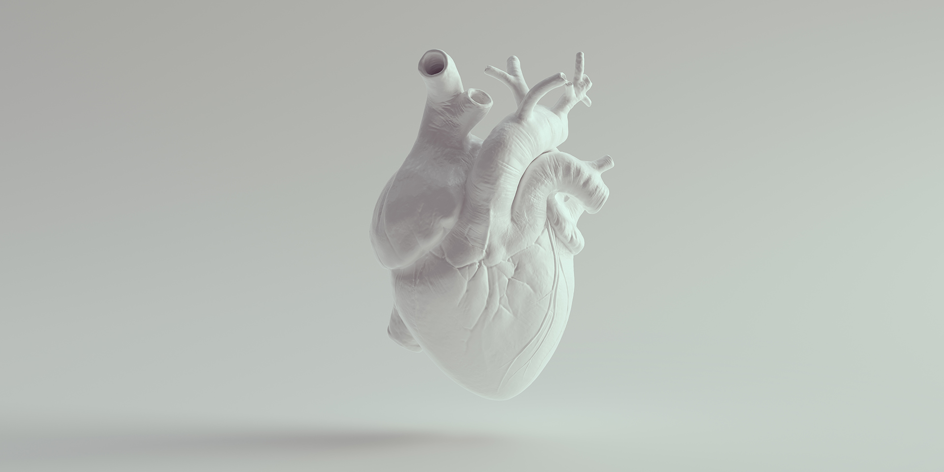human heart pure white anatomical model 3d illustration ren