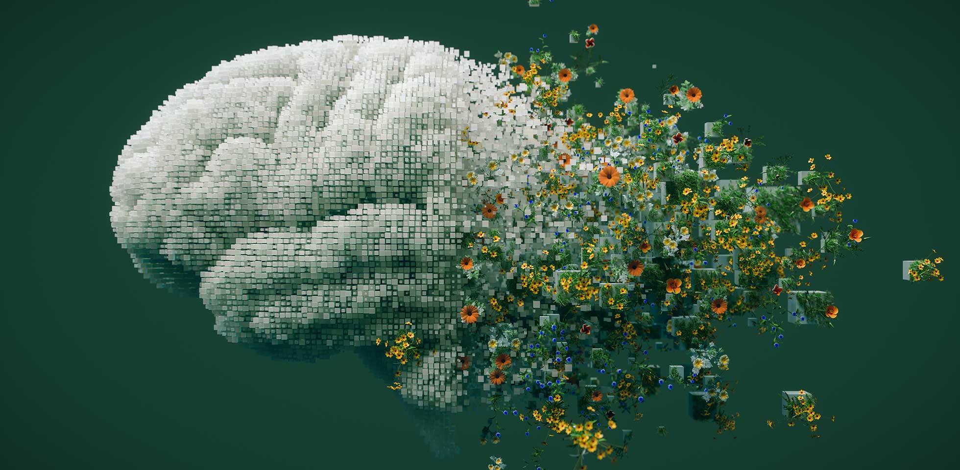 3d-illustration eines menschlichen gehirns,  aus digitalen würfeln aufgebaut ist,  sich in natürliche elemente  blumen  grünpflanzen auflösen   verschmelzung von technologie  natur auf einem dunkelgrünen hintergr symbolisieren. symbolbild corporate human intelligence