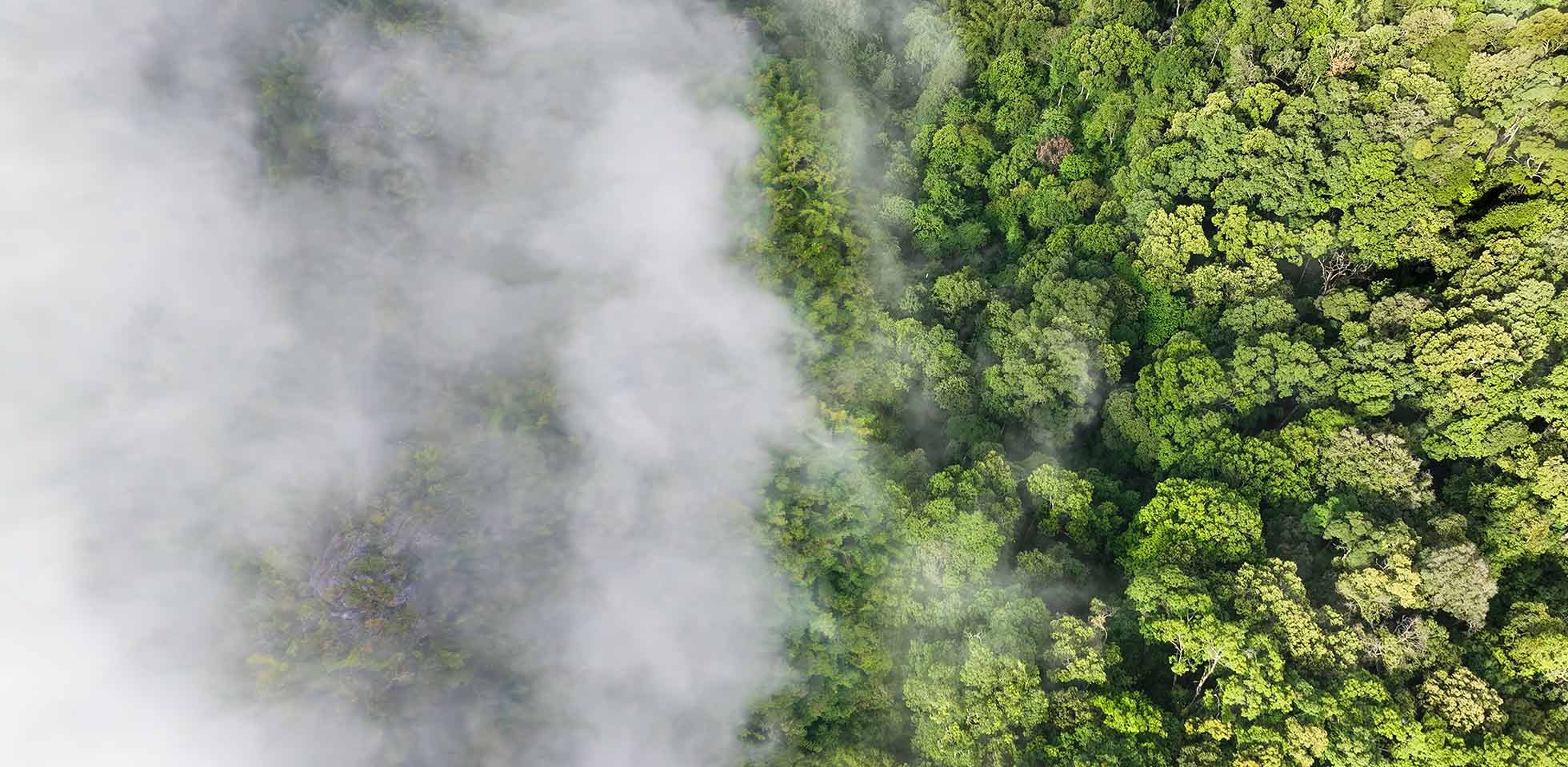tropische wäl können große mengen kohlendioxid aus  atmosphäre aufnehmen. symbolbild dekarbonisierung