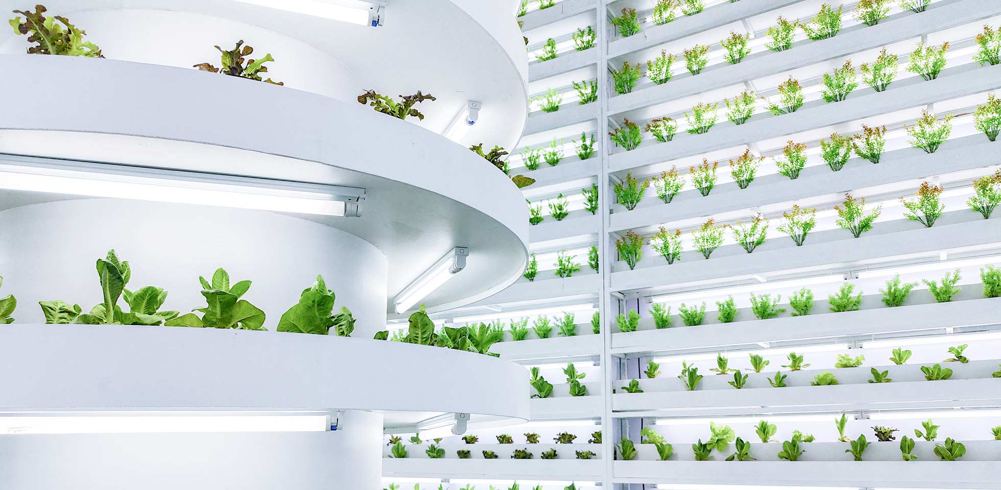 vertikale indoor-farm  mehreren schichten von hydrokulturen unter led-beleuchtung. mone agrartechnologie für urbanen anbau  nachhaltige lebenstelproduktion. urban farming
