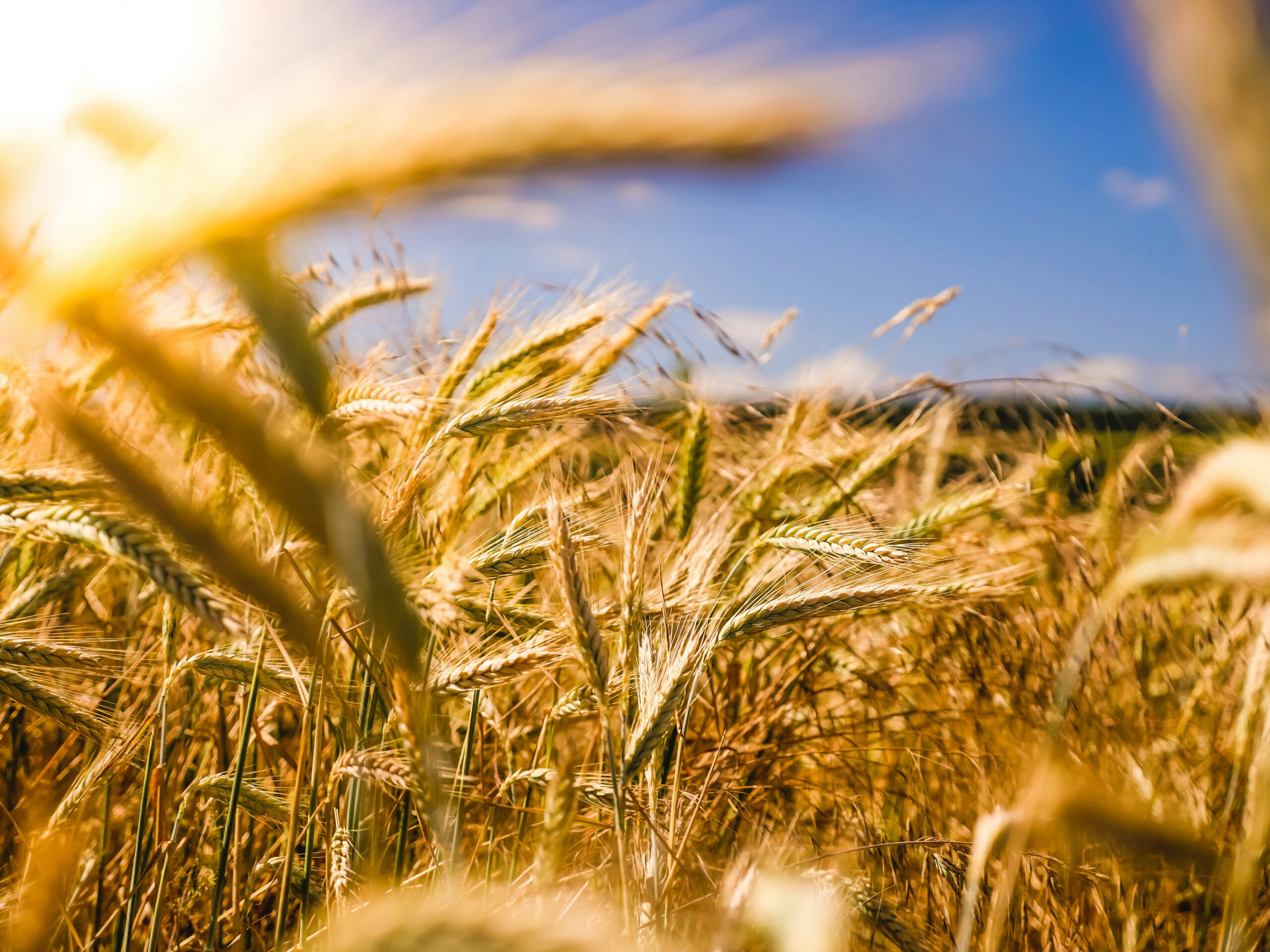 klima klima, bevölkerung, gesheit: die drei megatrends,   ernährung veränn